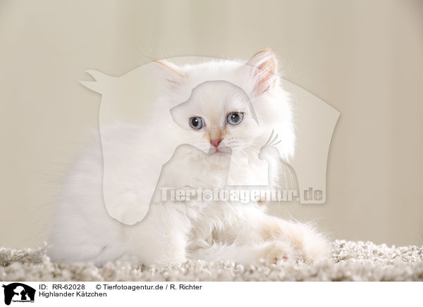 Highlander Ktzchen / Highlander kitten / RR-62028