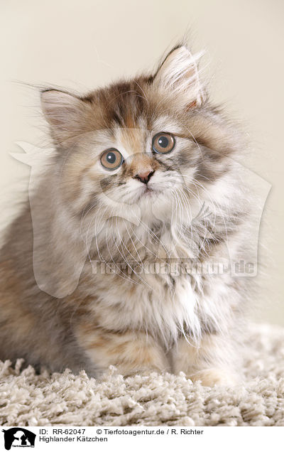 Highlander Ktzchen / Highlander kitten / RR-62047