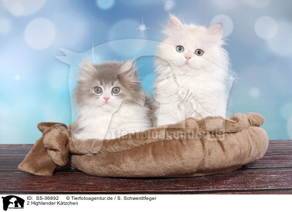 2 Highlander Ktzchen / 2 Highlander Kitten / SS-36892