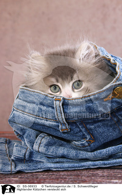 Highlander Ktzchen versteckt sich / hiding Highlander Kitten / SS-36933