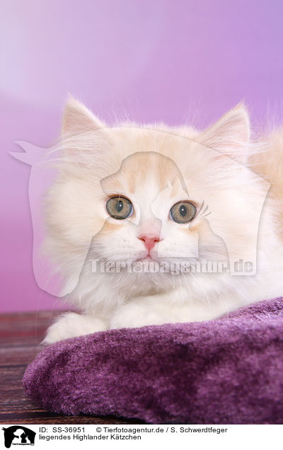 liegendes Highlander Ktzchen / lying Highlander Kitten / SS-36951