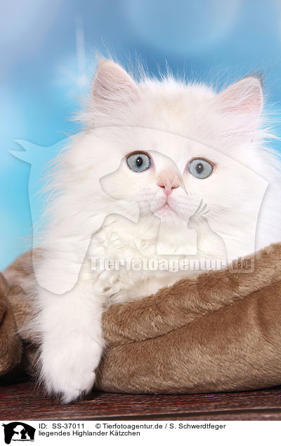 liegendes Highlander Ktzchen / lying Highlander Kitten / SS-37011