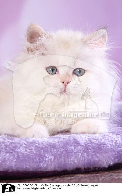 liegendes Highlander Ktzchen / lying Highlander Kitten / SS-37015