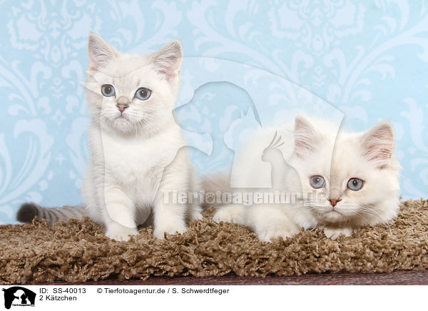 2 K�tzchen / 2 Kitten / SS-40013