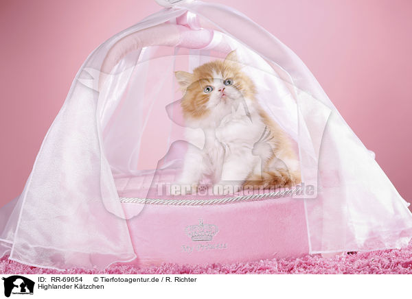 Highlander K�tzchen / Highlander Kitten / RR-69654