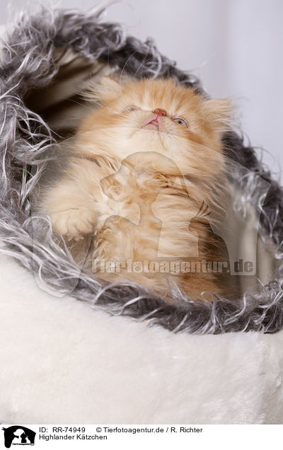 Highlander K�tzchen / Highlander Kitten / RR-74949