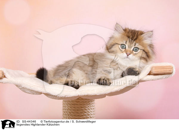 liegendes Highlander Ktzchen / lying Highlander Kitten / SS-44346