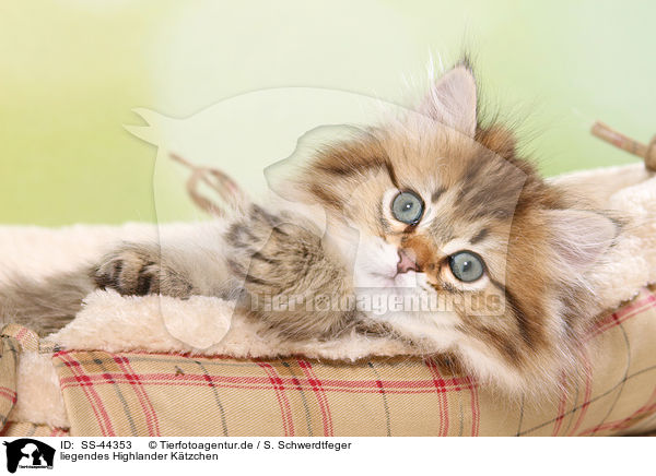 liegendes Highlander Ktzchen / lying Highlander Kitten / SS-44353
