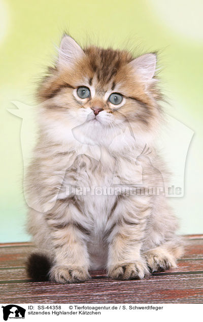sitzendes Highlander Ktzchen / sitting Highlander Kitten / SS-44358
