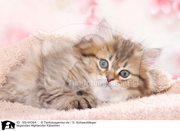 liegendes Highlander Ktzchen / lying Highlander Kitten / SS-44364