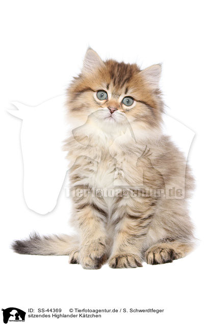 sitzendes Highlander Ktzchen / sitting Highlander Kitten / SS-44369