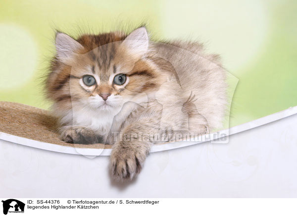 liegendes Highlander Ktzchen / lying Highlander Kitten / SS-44376