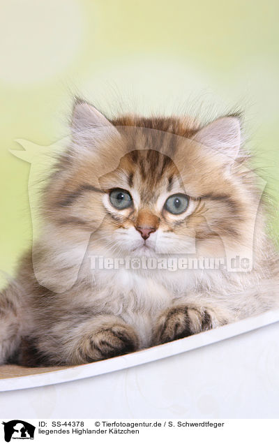 liegendes Highlander Ktzchen / lying Highlander Kitten / SS-44378