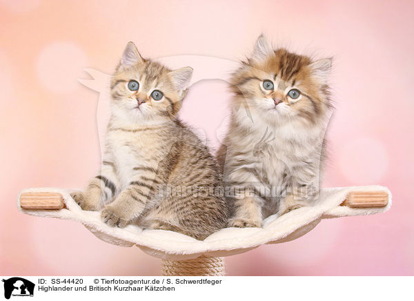 Highlander und Britisch Kurzhaar Ktzchen / Highlander and British Shorthair Kitten / SS-44420