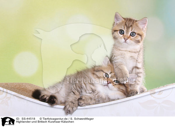 Highlander und Britisch Kurzhaar K�tzchen / Highlander and British Shorthair Kitten / SS-44518
