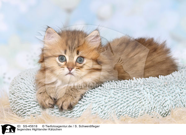 liegendes Highlander Ktzchen / lying Highlander Kitten / SS-45618