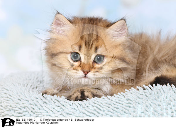 liegendes Highlander Ktzchen / lying Highlander Kitten / SS-45619