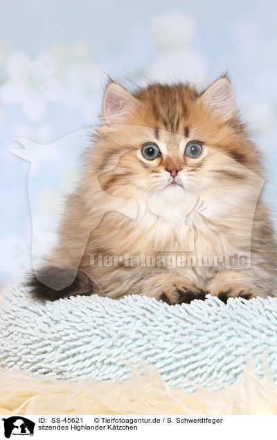 sitzendes Highlander Ktzchen / sitting Highlander Kitten / SS-45621