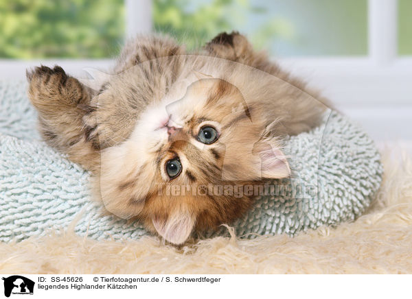 liegendes Highlander Ktzchen / lying Highlander Kitten / SS-45626