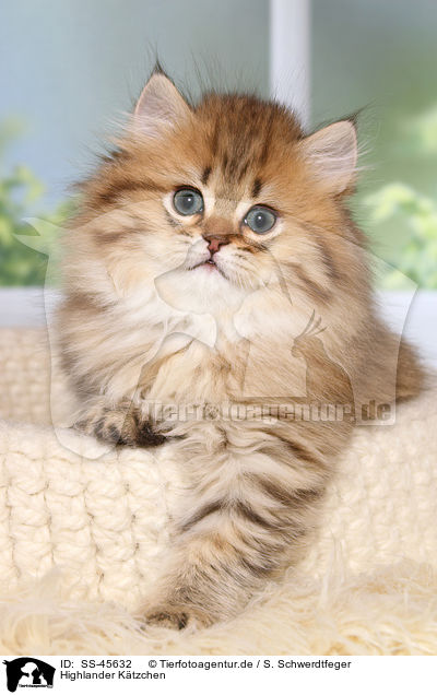 Highlander Ktzchen / Highlander Kitten / SS-45632