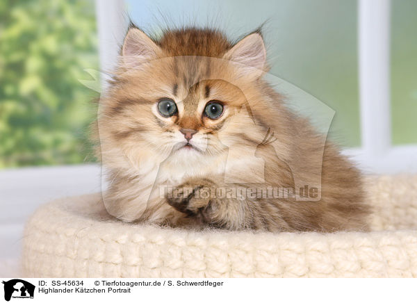 Highlander Ktzchen Portrait / Highlander Kitten Portrait / SS-45634