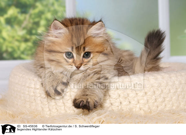 liegendes Highlander K�tzchen / lying Highlander Kitten / SS-45636