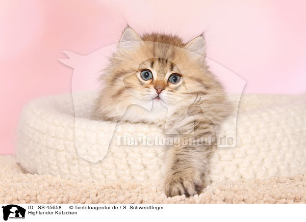 Highlander Ktzchen / Highlander Kitten / SS-45658