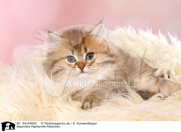 liegendes Highlander K�tzchen / lying Highlander Kitten / SS-45665