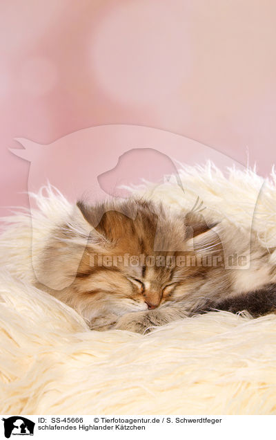schlafendes Highlander Ktzchen / sleeping Highlander Kitten / SS-45666