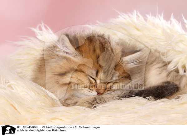 schlafendes Highlander Ktzchen / sleeping Highlander Kitten / SS-45668