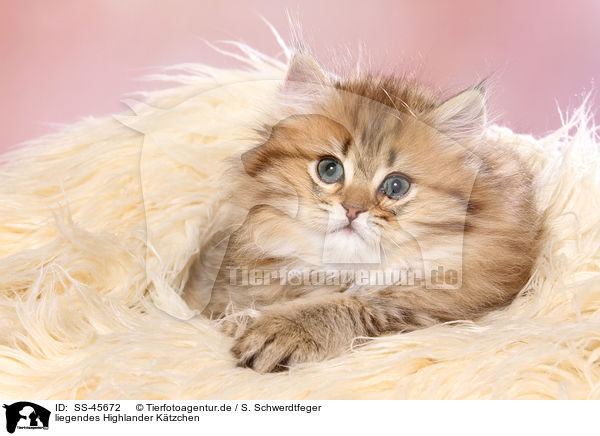 liegendes Highlander K�tzchen / lying Highlander Kitten / SS-45672