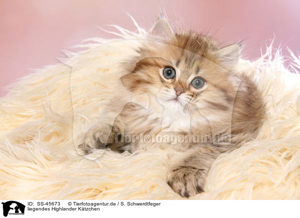 liegendes Highlander Ktzchen / lying Highlander Kitten / SS-45673
