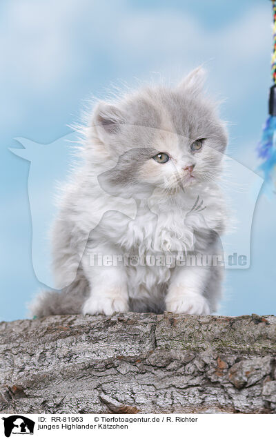 junges Highlander Ktzchen / young British Longhair kitten / RR-81963