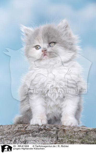 junges Highlander Ktzchen / young British Longhair kitten / RR-81968