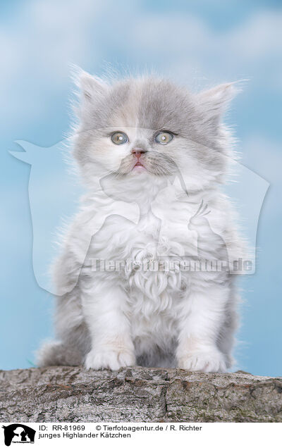 junges Highlander Ktzchen / young British Longhair kitten / RR-81969