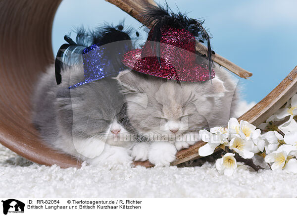 Britisch Langhaar und Britisch Kurzhaar K�tzchen / Highlander and British Shorthair Kitten / RR-82054