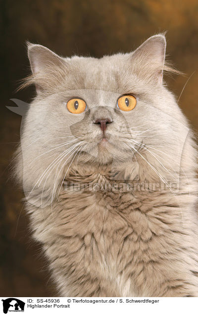 Highlander Portrait / Highlander Portrait / SS-45936