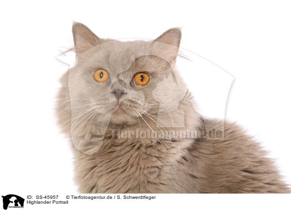 Highlander Portrait / Highlander Portrait / SS-45957