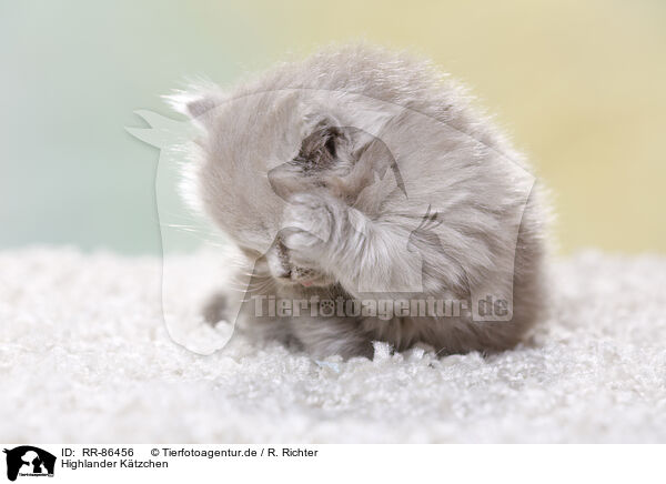 Highlander K�tzchen / Highlander Kitten / RR-86456