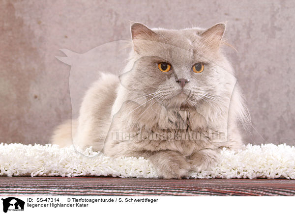 liegender Highlander Kater / lying Highlander tomcat / SS-47314