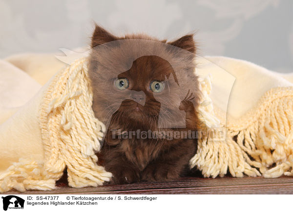liegendes Highlander Ktzchen / lying Highlander kitten / SS-47377