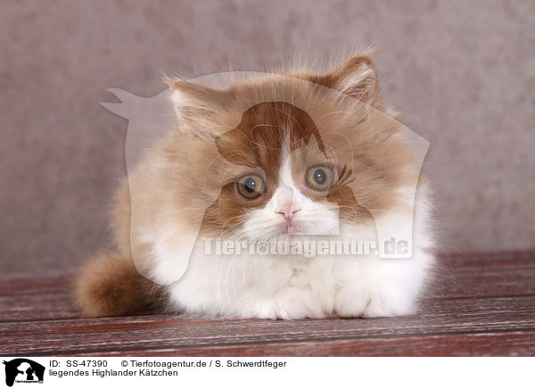 liegendes Highlander Ktzchen / lying Highlander kitten / SS-47390