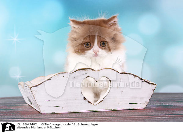 sitzendes Highlander Ktzchen / sitting Highlander kitten / SS-47402