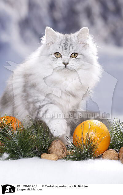 junger Highlander / young Highlander / RR-86905