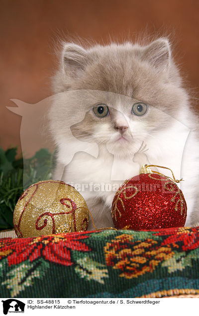Highlander Ktzchen / Highlander Kitten / SS-48815