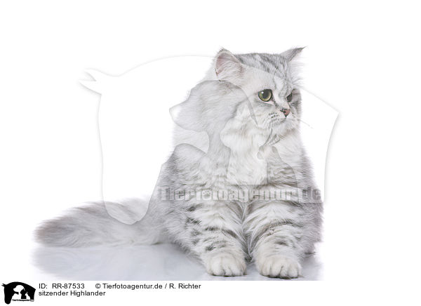 sitzender Highlander / sitting Highlander / RR-87533