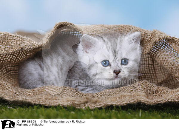 Highlander Ktzchen / Highlander Kitten / RR-88358