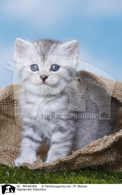 Highlander Ktzchen / Highlander Kitten / RR-88368