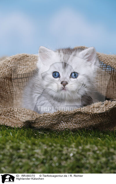 Highlander Ktzchen / Highlander Kitten / RR-88370