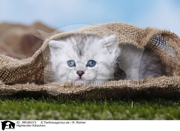 Highlander Ktzchen / Highlander Kitten / RR-88373
